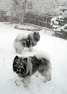 snowdogs
